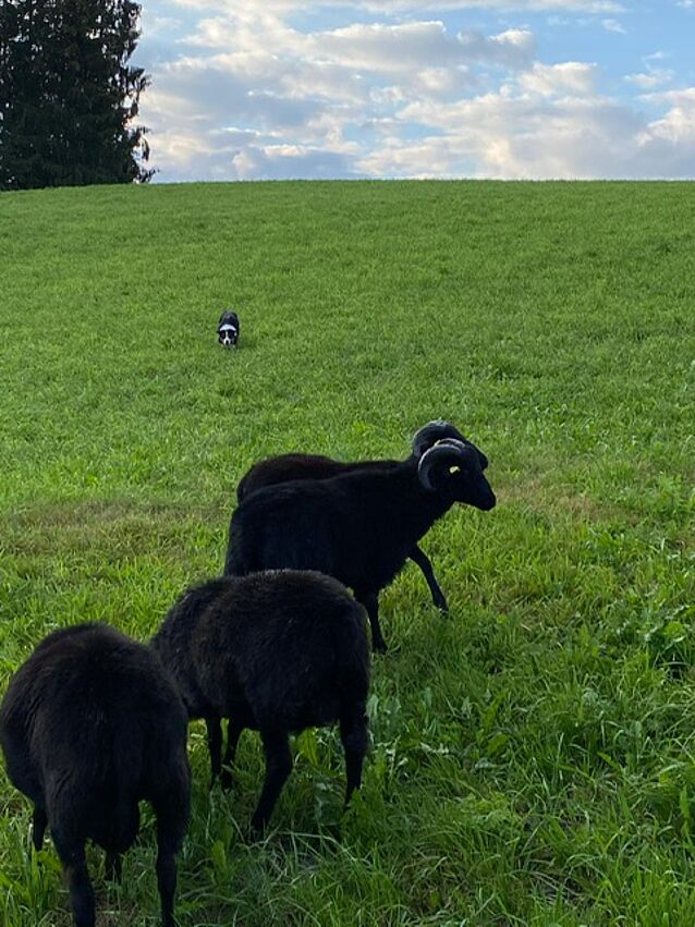 5cb31de9-24a3-4269-8d49-7b6ea920d692