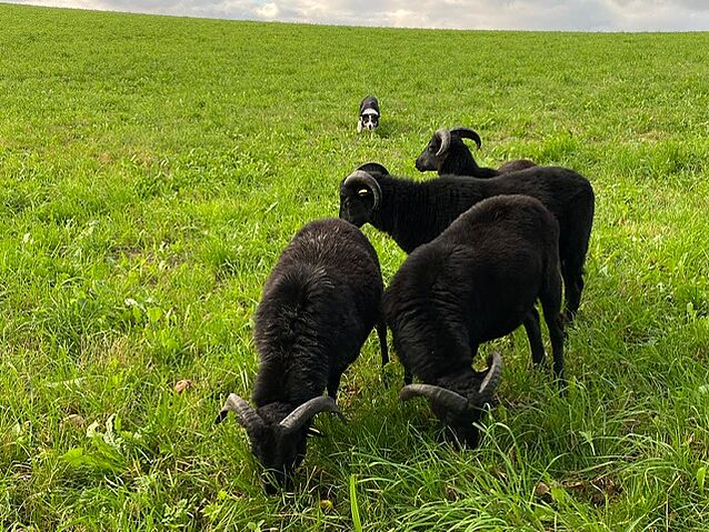 4c13f265-6c32-4bcb-a6b8-7d66618ba37e