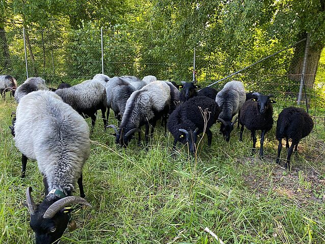 WhatsApp_Image_2020-06-12_at_14