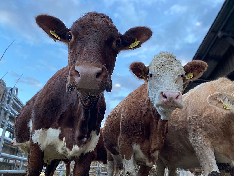 WhatsApp_Image_2022-01-09_at_19