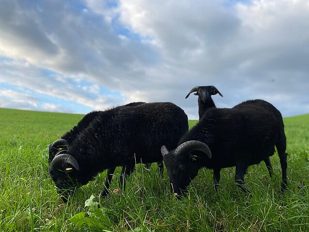 f38a0ca8-472e-4fd1-893b-999e0e37cc93