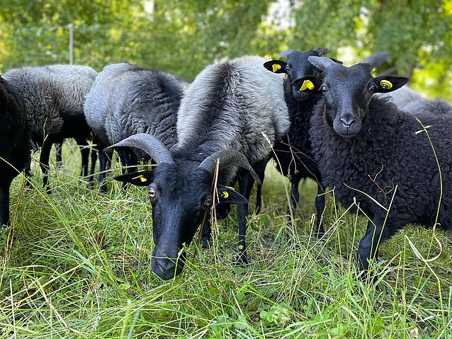 WhatsApp_Image_2020-06-12_at_14