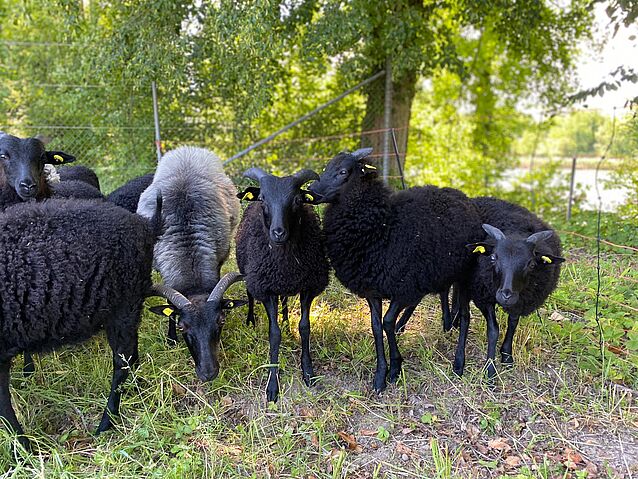 WhatsApp_Image_2020-06-12_at_14