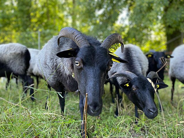 WhatsApp_Image_2020-06-12_at_14