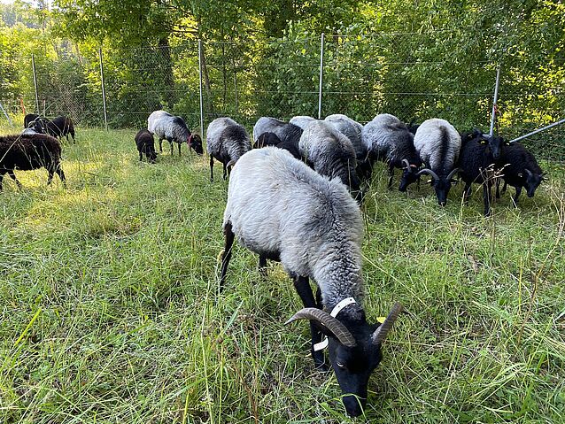 WhatsApp_Image_2020-06-12_at_14