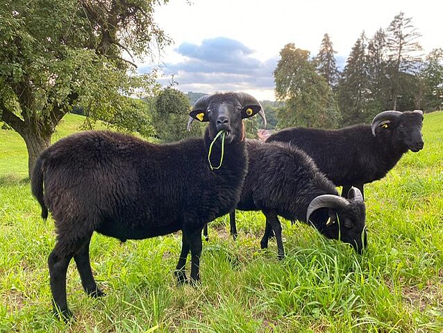 91da7654-1b35-48c8-b2ba-fd63b4758a71