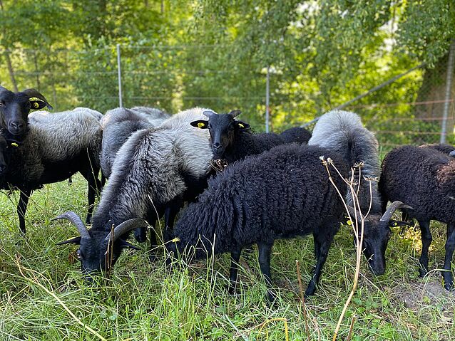 WhatsApp_Image_2020-06-12_at_14