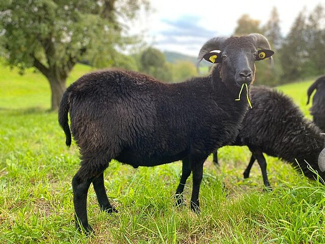 b346f337-c1b8-4b8b-b6a9-154d905207a7